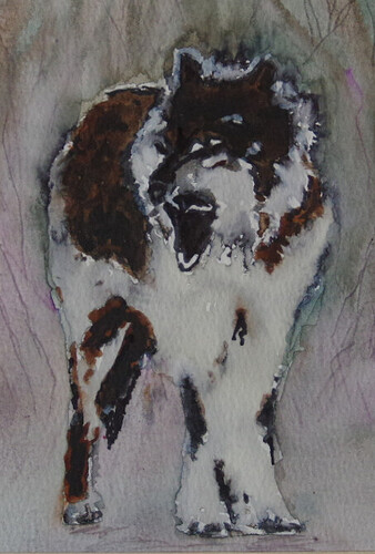 wolf from Cedar meadows c